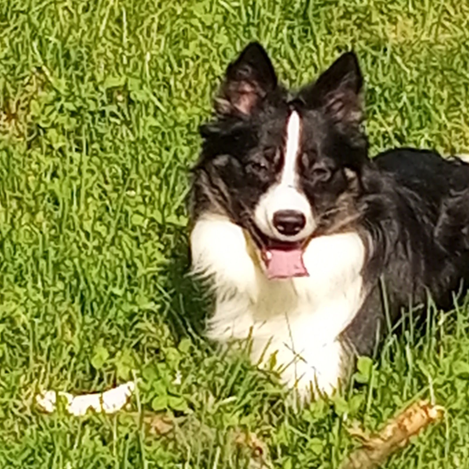 Border collie leżący w trawie podczas przerwy w zajęciach