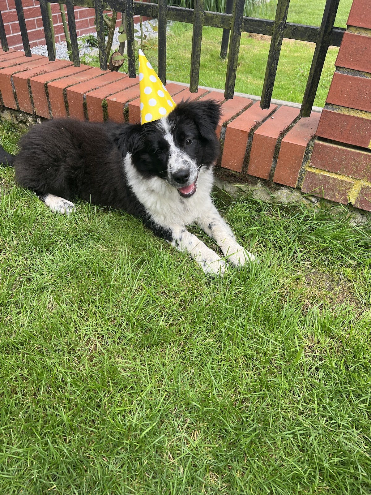 Szczeniak border collie leżący na trawie w czapeczce urodzinowej